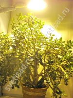 Лот: 8582867. Фото: 4. Натриевая лампа ДнаЗ-250-2 Reflux... Красноярск