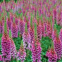 Лот: 11148824. Фото: 4. Наперстянка .пурпурная Муза. Красноярск