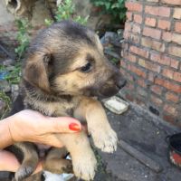Лот: 8121193. Фото: 2. Отдам щенят. Животные и уход
