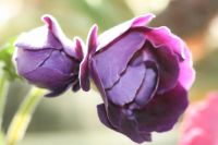 Лот: 3054348. Фото: 2. Глоксиния 21 (цветёт). Комнатные растения и уход