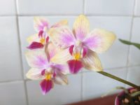 Лот: 13944837. Фото: 2. Орхидея фаленопсис желто-фиолетовая. Комнатные растения и уход