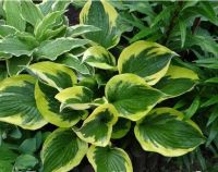 Лот: 20586536. Фото: 2. хоста Твилайт (Сумерки). Семена, рассада, садовые растения