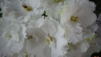 Лот: 9995286. Фото: 2. Фиалка Gillian (D. Ferguson) -... Комнатные растения и уход