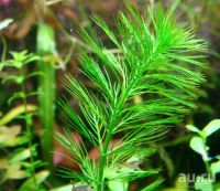 Лот: 13683495. Фото: 4. Перистолистник елочный (Myriophyllum... Красноярск