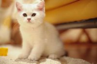 Лот: 3386760. Фото: 3. Британский котёнок! (шиншилла). Растения и животные