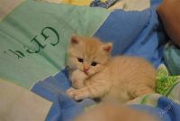 Лот: 2795434. Фото: 3. британские котята. Растения и животные