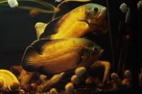 Лот: 3576718. Фото: 2. Ореховый Астронотус. Аквариумистика