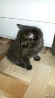 Лот: 8473734. Фото: 2. Котик. Животные и уход