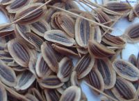 Лот: 10069915. Фото: 2. Семена укропа сушеные, со своего... Семена, рассада, садовые растения