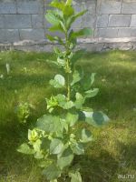 Лот: 10063108. Фото: 6. Саженцы сортовой вишни,темно бордовая...