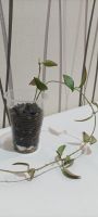 Лот: 20549761. Фото: 2. Хойя (h. parviflora slash). Комнатные растения и уход