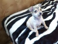 Лот: 5644839. Фото: 4. щенок той-терьера. Красноярск