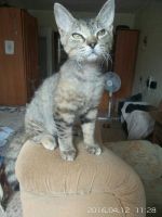 Лот: 7361388. Фото: 2. Котенок сфинкс браш. Животные и уход