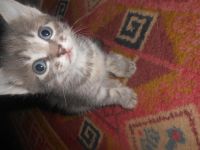 Лот: 11259460. Фото: 3. Котята - рыжий мальчик и дымчатая... Растения и животные
