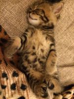 Лот: 6644310. Фото: 6. Котята-шотландцы