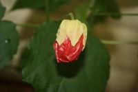 Лот: 4260947. Фото: 5. Абутилон Бэлла красный (зацветает...