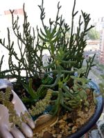 Лот: 13915166. Фото: 2. Крассула тетрагона (crassula tetragona... Комнатные растения и уход