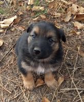 Лот: 18241825. Фото: 5. Щенки