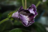Лот: 4247137. Фото: 5. Глоксиния фиолетовая с крапом...