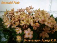 Лот: 9943490. Фото: 2. Фиалка Emerald pink, лист. Комнатные растения и уход