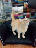 Лот: 15560748. Фото: 2. Диванчик лежанка для кота или... Животные и уход
