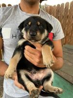 Лот: 19543135. Фото: 2. Щенки. Животные и уход