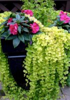 Лот: 25403822. Фото: 6. Вербейник монетчатый (лизимахия...