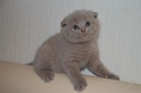 Лот: 2110498. Фото: 2. Шотландский котенок!). Животные и уход