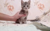 Лот: 8997726. Фото: 2. Отдам котеночка в хорошие руки. Животные и уход