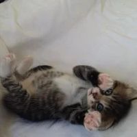 Лот: 7831590. Фото: 5. Котята только в хорошие руки