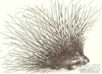 Лот: 15418513. Фото: 13. Константиновский Майлен - КОАПП...