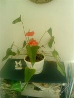 Лот: 1153620. Фото: 2. отросток Антуриума(Anthurium andreanum... Комнатные растения и уход