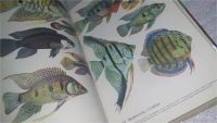 Лот: 10836493. Фото: 6. Справочник Пресноводный аквариум...