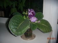 Лот: 5907548. Фото: 2. Глоксиния фиолетовая махровая... Комнатные растения и уход