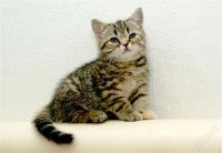 Лот: 2070902. Фото: 3. Шотландский чудо-котенок!). Растения и животные