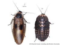 Лот: 17267459. Фото: 2. Таракан "мертвая голова". Животные и уход