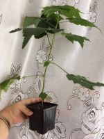 Лот: 5572844. Фото: 5. Абутилон (комнатный клен) темно-оран