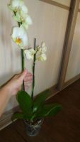 Лот: 3535386. Фото: 6. орхидей фаленопсис №32 (желтая...