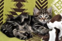 Лот: 10918405. Фото: 5. Котенок мальчик (мама - британская...