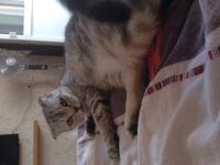 Лот: 5729316. Фото: 6. Шотландская вислоухая кошка в...
