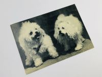 Лот: 23296547. Фото: 2. Французские болонки. Открытка... Открытки, билеты и др.