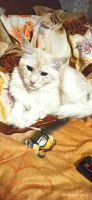 Лот: 18406664. Фото: 2. Котята мейн-кун. Животные и уход