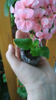 Лот: 11382586. Фото: 2. Petunia Fanfare Cherry Blossom... Семена, рассада, садовые растения