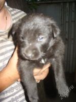 Лот: 1923152. Фото: 2. Щеночки девочки. пойдут для охраны... Животные и уход