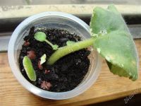 Лот: 1069668. Фото: 2. фиалка Buckeye Sedactress. Комнатные растения и уход