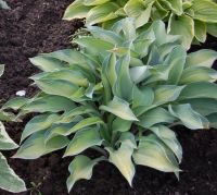 Лот: 9494666. Фото: 5. Хоста Джун (Hosta June)