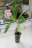 Лот: 3077504. Фото: 4. Глоксиния 35 (цветёт). Красноярск