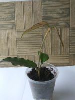 Лот: 11500825. Фото: 3. хойя ( Hoya erythrina). Растения и животные