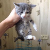Лот: 8510768. Фото: 2. Котята. Животные и уход