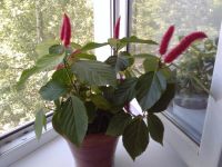 Лот: 9825595. Фото: 3. акалифа. Растения и животные